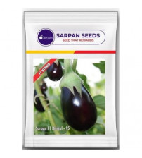 Brinjal Sarpan 95